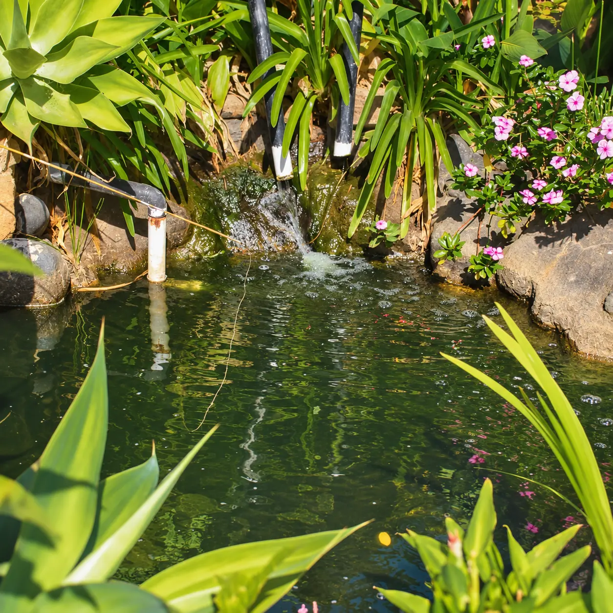 Koi pond framed by aloes and flowering plants