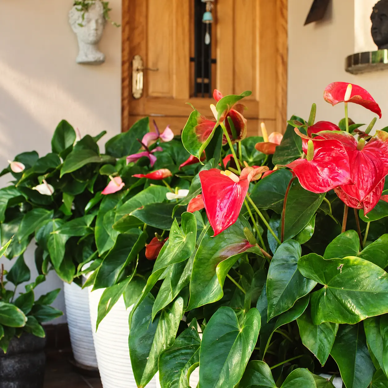 Red anthurium flowers beside the wooden entrance door